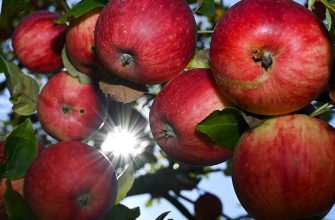 Дієта на основі яблук