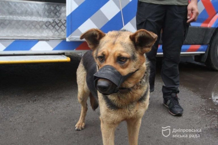 У Дніпрі у спеціальному автомобілі стерилізують хатніх безпородних собак: як скористатися безкоштовною послугою