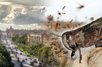 Сарана в Запоріжжі: звідки з'явилися ці небезпечні комахи і які кроки вживаються для боротьби з ними