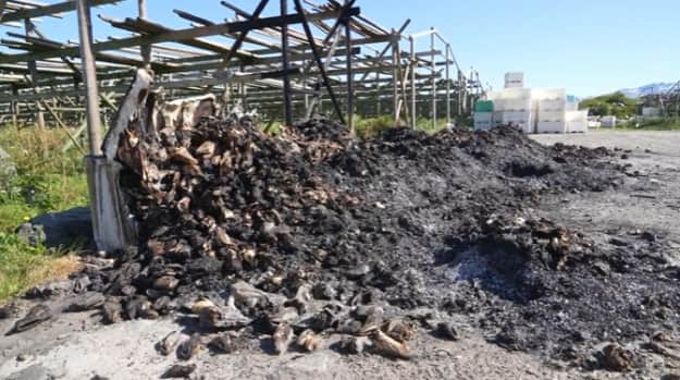 У Норвегії місцеві жителі виявили та затримали туристів, ймовірно винних в підпалах