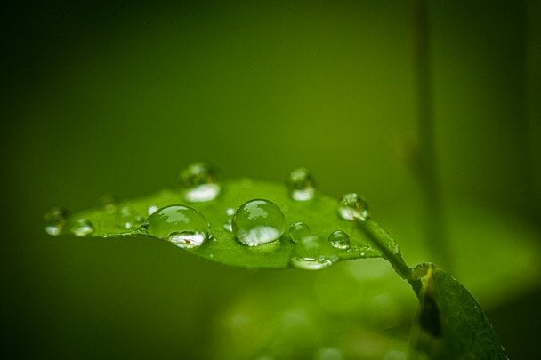 30 липня багато роси вранці — буде щедрий урожай та погожий серпень / © unsplash.com