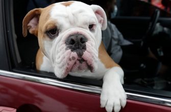 Чи подобається собакам обійматися, чи просто змушені терпіти ласки від людей?