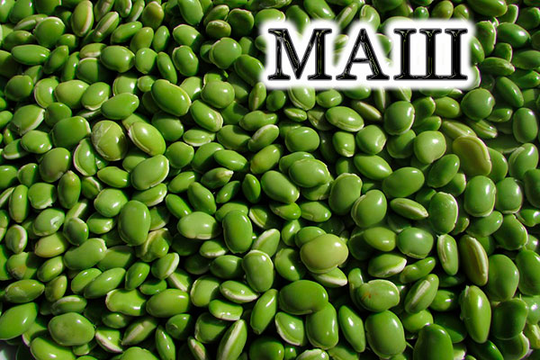 Зелена фасоль маш