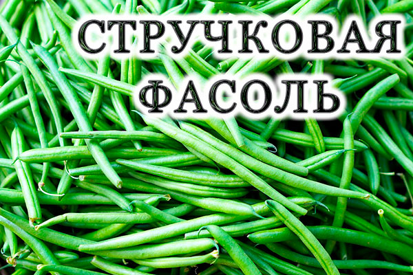 Стручкова фасоль