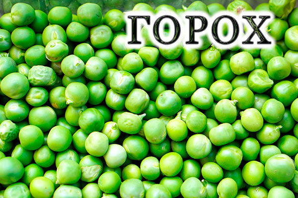 Горох