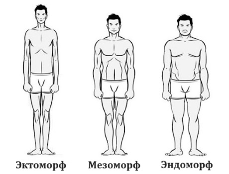 Ектоморф, мезоморф, ендоморф
