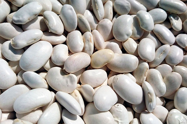 Біла квасоля