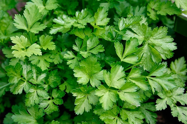 Рання зелень