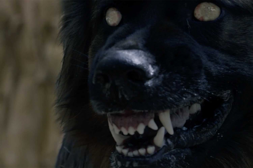 Огляд фільму "Пси: Смертельна помста" / The Dogs