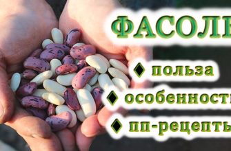 Фасоля: її переваги та особливості + 10 рецептур здорових страв з фасолі