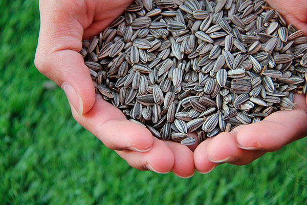 Соняшникове насіння