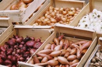 Способи зберігання цибулі протягом зими до весняного періоду
