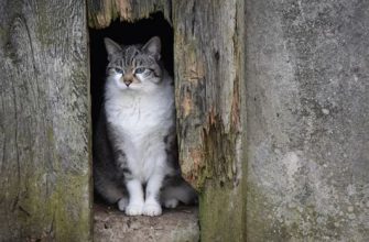 Очікуються дощі та зниження температури: синоптикиня спрогнозувала, коли в Україні зіпсується погода