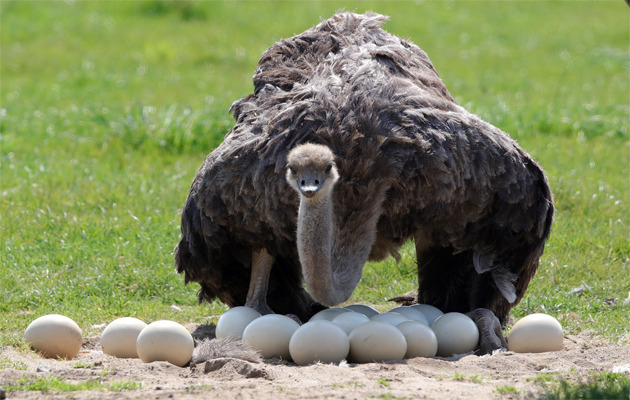 На палеолітичній дієті дозволені навіть страусині яйця. Фото: Globallookpress